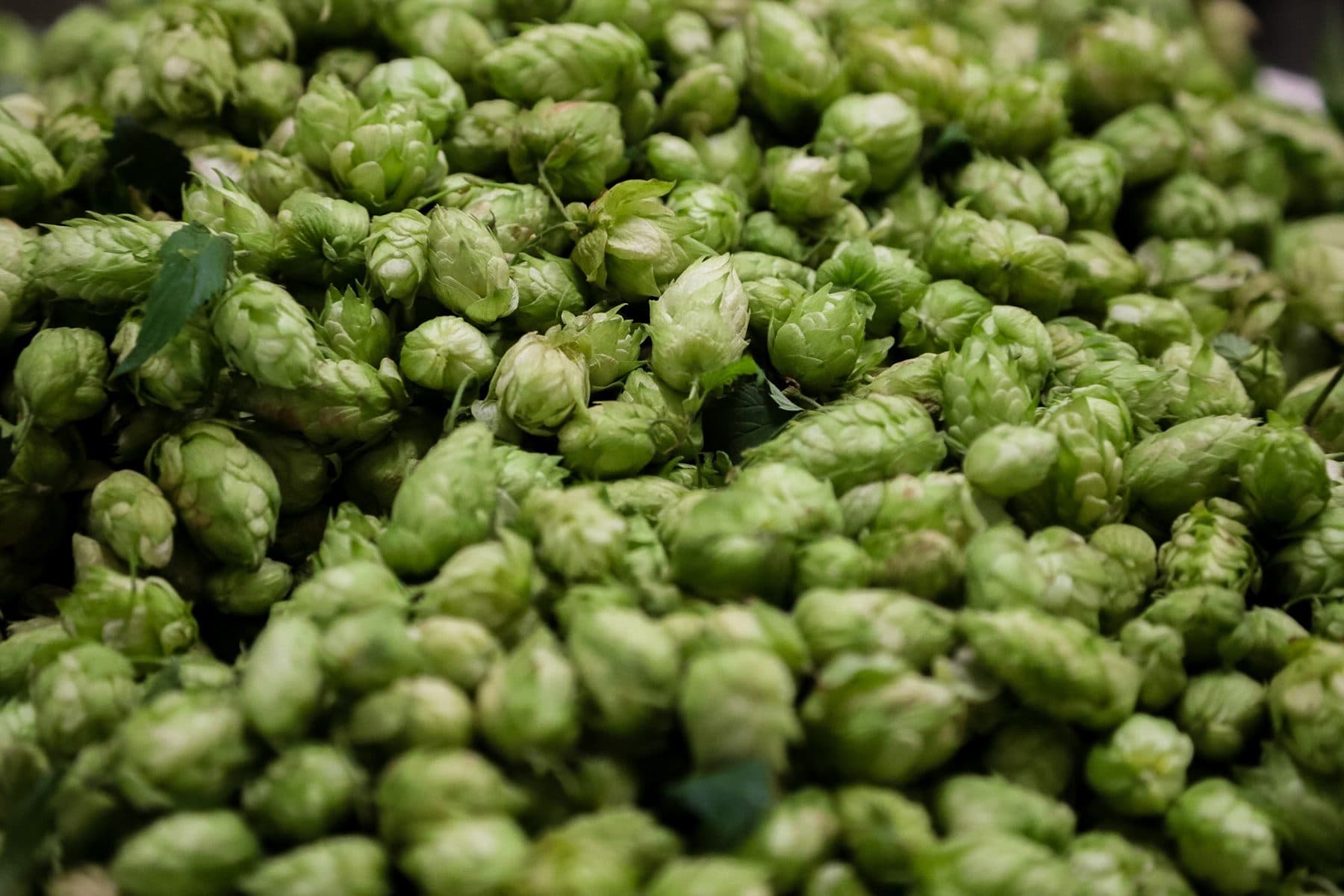 Water splashing against a can of Sierra Nevada Hop Splash sparkling hop-infused water