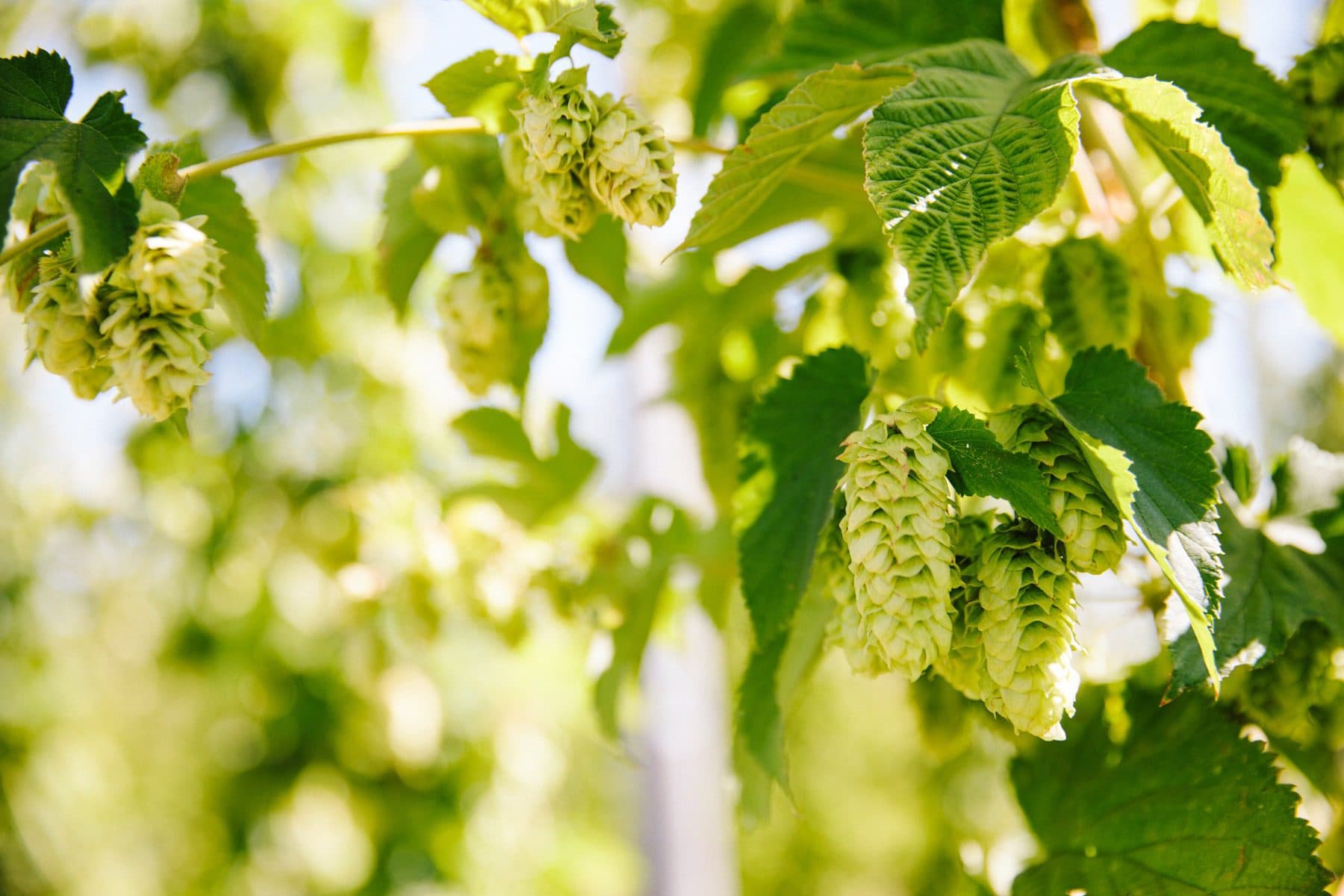 Two hands reaching into a large pile of freshly harvested hops at Sierra Nevada
